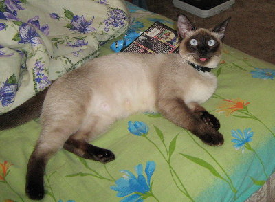 Кошка2.jpg